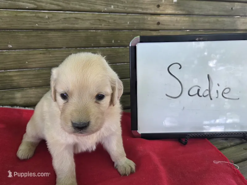 SADIE – Golden Retriever puppy for sale in Sumner, IL