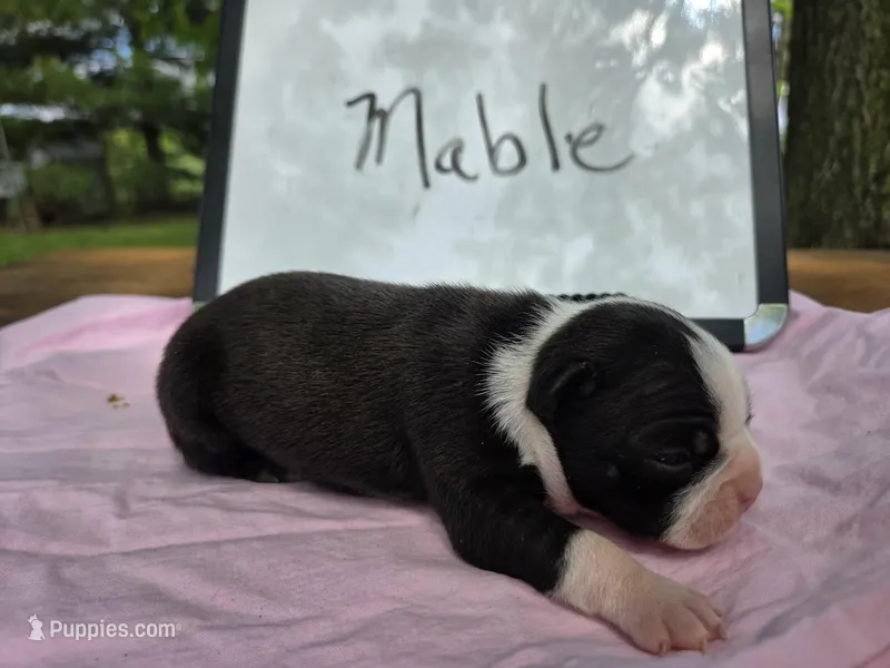 Mable – Boston Terrier puppy for sale in Sumner, IL
