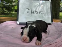 Mable, a female Boston Terrier for sale in Sumner, IL – 3 of 3
