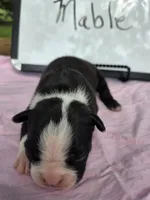 Mable, a female Boston Terrier for sale in Sumner, IL – 2 of 3