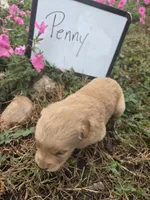 Penny, a female Golden Retriever for sale in Sumner, IL – 3 of 3