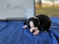 Banks, a male Boston Terrier for sale in Sumner, IL – 3 of 4