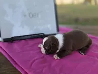 Ember, a female Boston Terrier for sale in Sumner, IL – 2 of 3