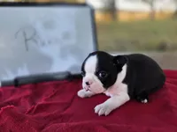 Ruby, a female Boston Terrier for sale in Sumner, IL – 2 of 3