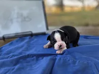 Atlas, a male Boston Terrier for sale in Sumner, IL – 4 of 4