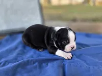 Atlas, a male Boston Terrier for sale in Sumner, IL – 2 of 4