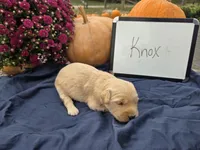 Knox, a male Golden Retriever for sale in Sumner, IL – 5 of 6