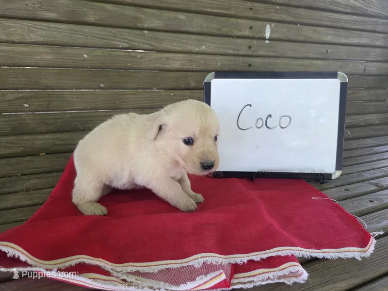 Coco – Golden Retriever puppy for sale in Sumner, IL