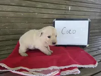 Coco, a female Golden Retriever for sale in Sumner, IL – 1 of 3
