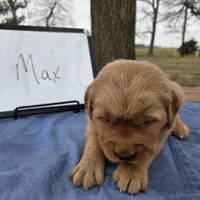 Max, a male Golden Retriever for sale in Sumner, IL – Photo 1 of 3