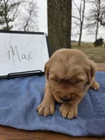 Max, a male Golden Retriever for sale in Sumner, IL – Photo 1 of 3