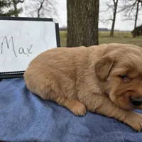Max, a male Golden Retriever for sale in Sumner, IL – Photo 2 of 3