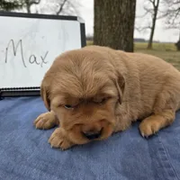Max, a male Golden Retriever for sale in Sumner, IL – Photo 3 of 3