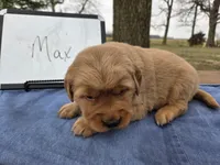 Max, a male Golden Retriever for sale in Sumner, IL – Photo 3 of 3