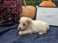 Jagger, a male Cockapoo for sale in Sumner, IL – 2 of 3