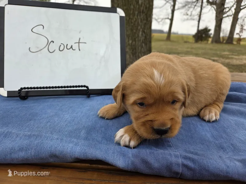 Scout 