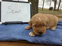 Scout , a male Golden Retriever for sale in Sumner, IL – Photo 1 of 3