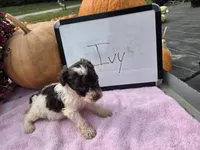 Ivy, a female Cockapoo for sale in Sumner, IL – 5 of 5