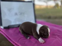 Ember, a female Boston Terrier for sale in Sumner, IL – 3 of 3