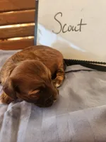 Scout, a male Cockapoo for sale in Sumner, IL – Photo 2 of 5