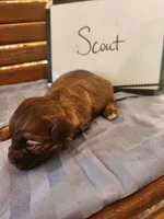 Scout, a male Cockapoo for sale in Sumner, IL – Photo 3 of 5