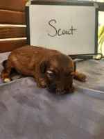 Scout, a male Cockapoo for sale in Sumner, IL – Photo 4 of 5