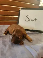 Scout, a male Cockapoo for sale in Sumner, IL – Photo 1 of 5