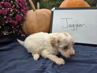 Jagger, a male Cockapoo for sale in Sumner, IL – 3 of 3