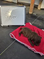 Copper, a male Cockapoo for sale in Sumner, IL – Photo 4 of 5