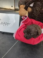 Copper, a male Cockapoo for sale in Sumner, IL – Photo 5 of 5