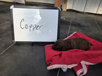 Copper, a male Cockapoo for sale in Sumner, IL – Photo 3 of 5