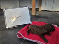 Copper, a male Cockapoo for sale in Sumner, IL – Photo 2 of 5