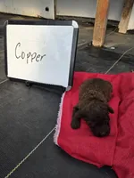 Copper, a male Cockapoo for sale in Sumner, IL – Photo 1 of 5