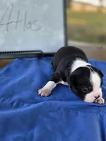 Atlas, a male Boston Terrier for sale in Sumner, IL – 3 of 4