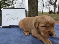 Davis , a male Golden Retriever for sale in Sumner, IL – Photo 3 of 3