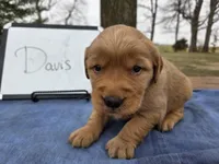 Davis , a male Golden Retriever for sale in Sumner, IL – Photo 1 of 3