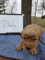 Davis , a male Golden Retriever for sale in Sumner, IL – Photo 2 of 3