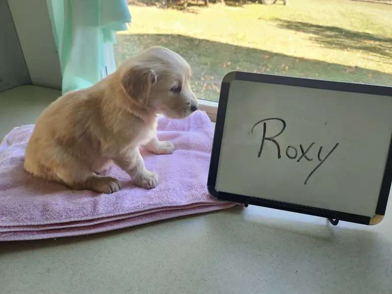 Roxy