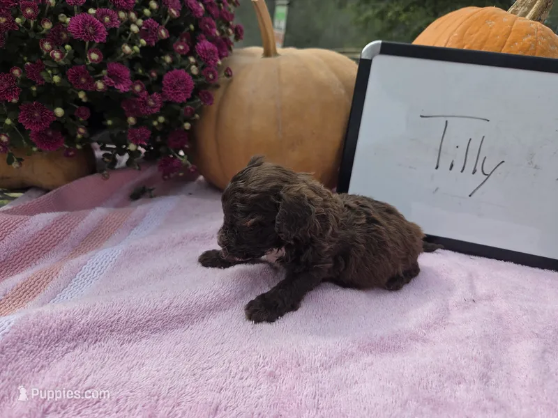 Tilly  – Cockapoo puppy for sale in Sumner, IL