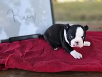 Ruby, a female Boston Terrier for sale in Sumner, IL – 3 of 3