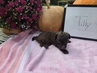 Tilly , a female Cockapoo for sale in Sumner, IL – 4 of 4