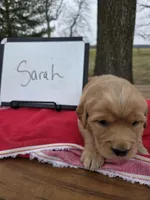 Sarah, a female Golden Retriever for sale in Sumner, IL – Photo 1 of 3