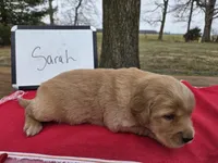 Sarah, a female Golden Retriever for sale in Sumner, IL – Photo 2 of 3