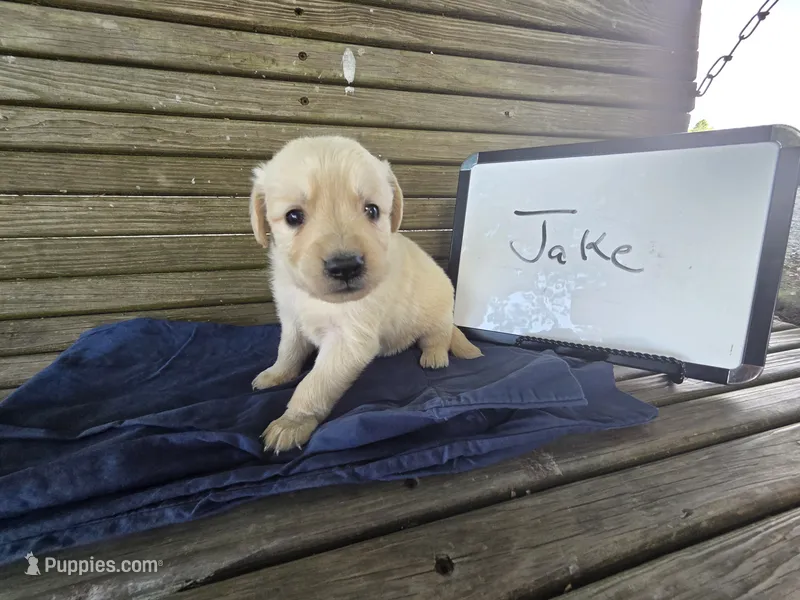 Jake  – Golden Retriever puppy for sale in Sumner, IL