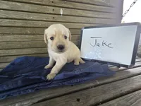 Jake , a male Golden Retriever for sale in Sumner, IL – 1 of 4