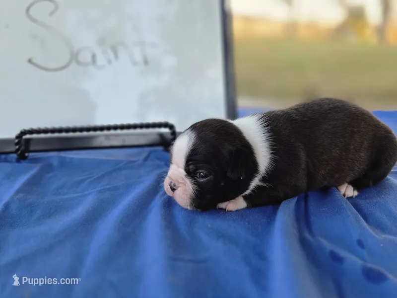 Saint, a male Boston Terrier for sale in Sumner, IL – 1 of 3