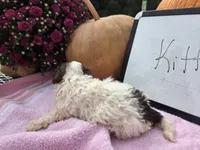 Kitt, a female Cockapoo for sale in Sumner, IL – 4 of 4