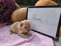 Remi, a female Cockapoo for sale in Sumner, IL – 3 of 3