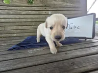 Jake , a male Golden Retriever for sale in Sumner, IL – 3 of 4