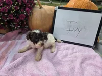 Ivy, a female Cockapoo for sale in Sumner, IL – 4 of 5
